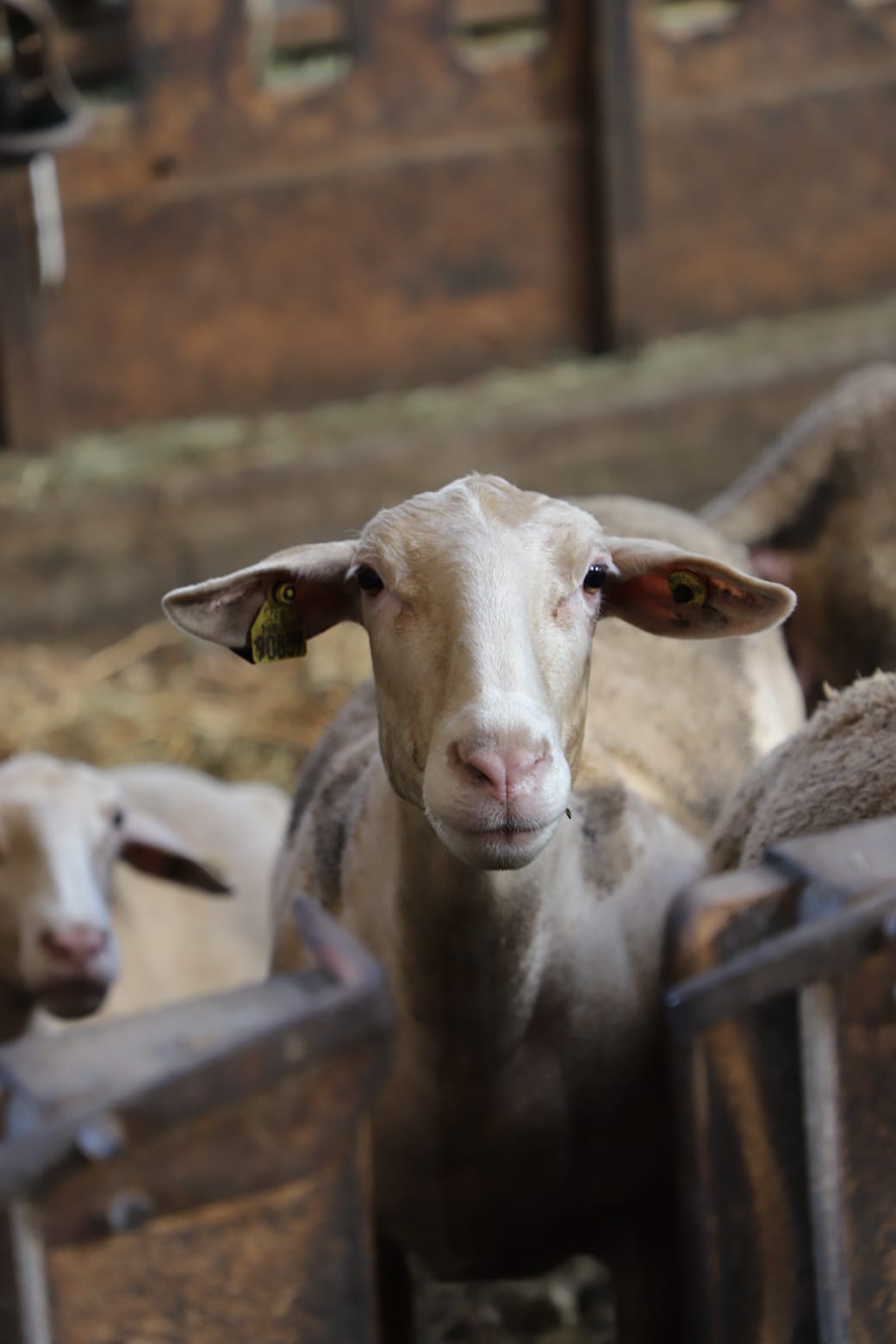 Photo de Ferme Salthun - Argui’Bêl