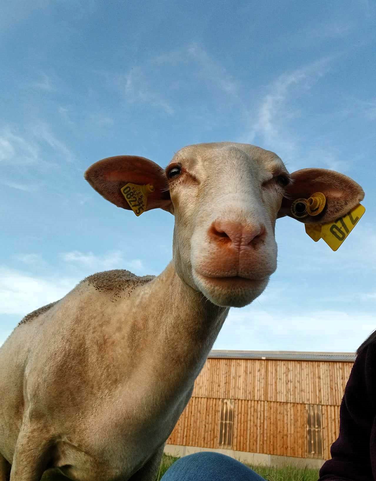 Illustration de l’expérience Visite au cœur de l'élevage de brebis