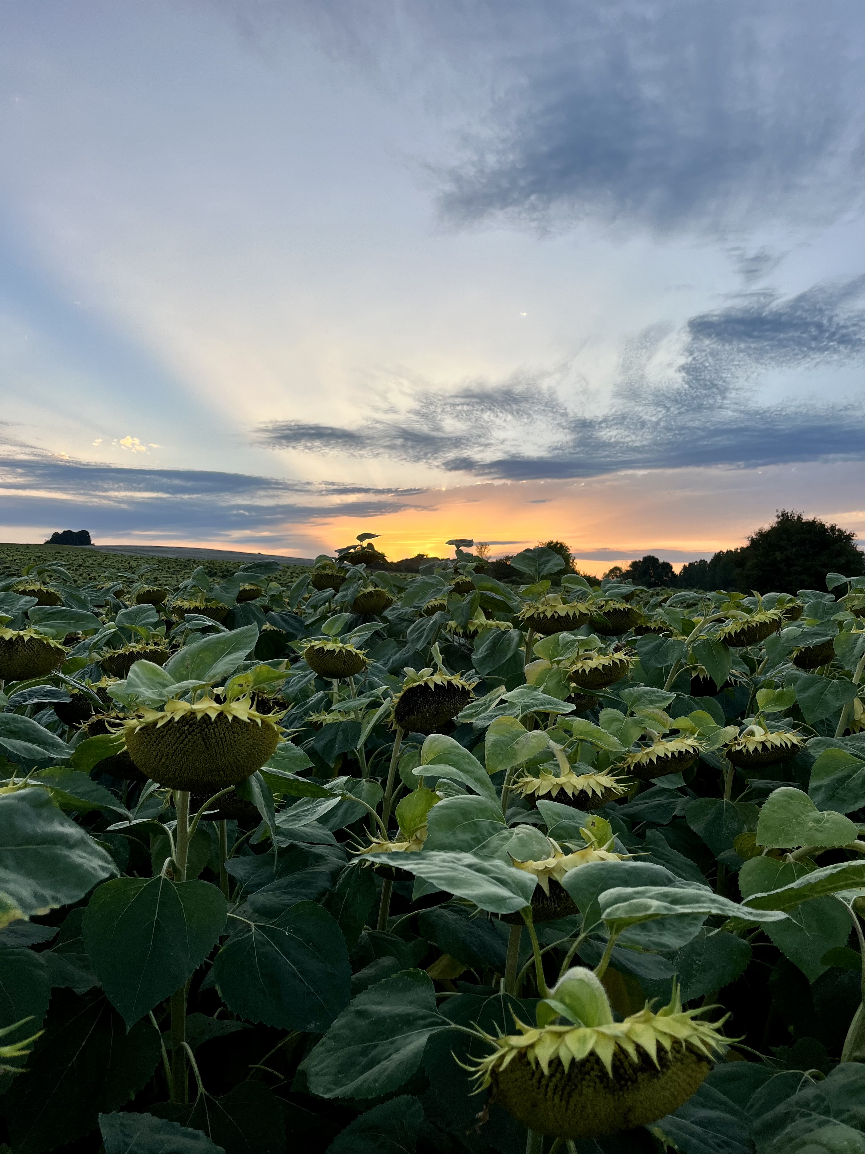 Photo de Après-midi découverte de l'exploitation