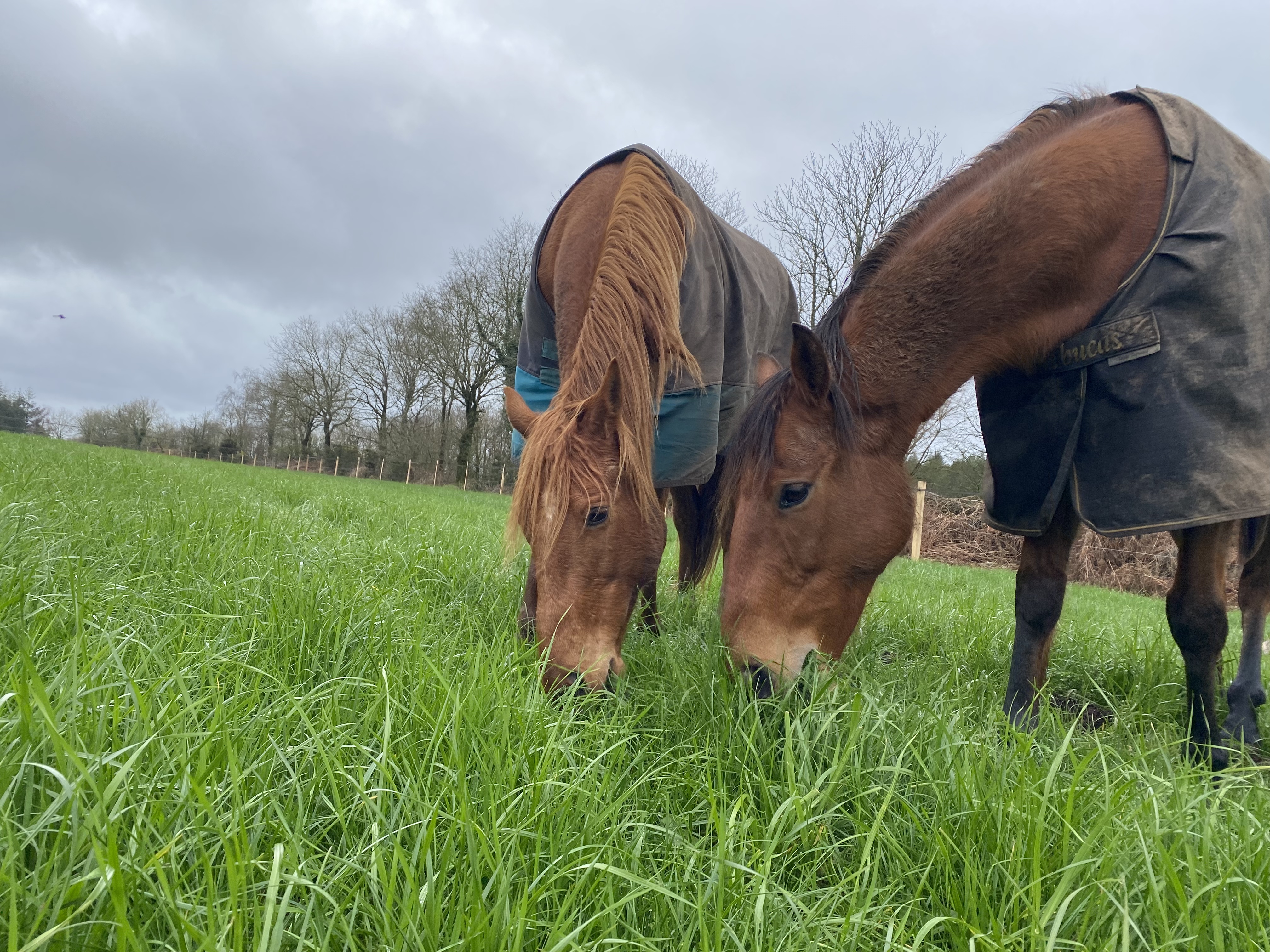 Photo de Gaec du Castelo