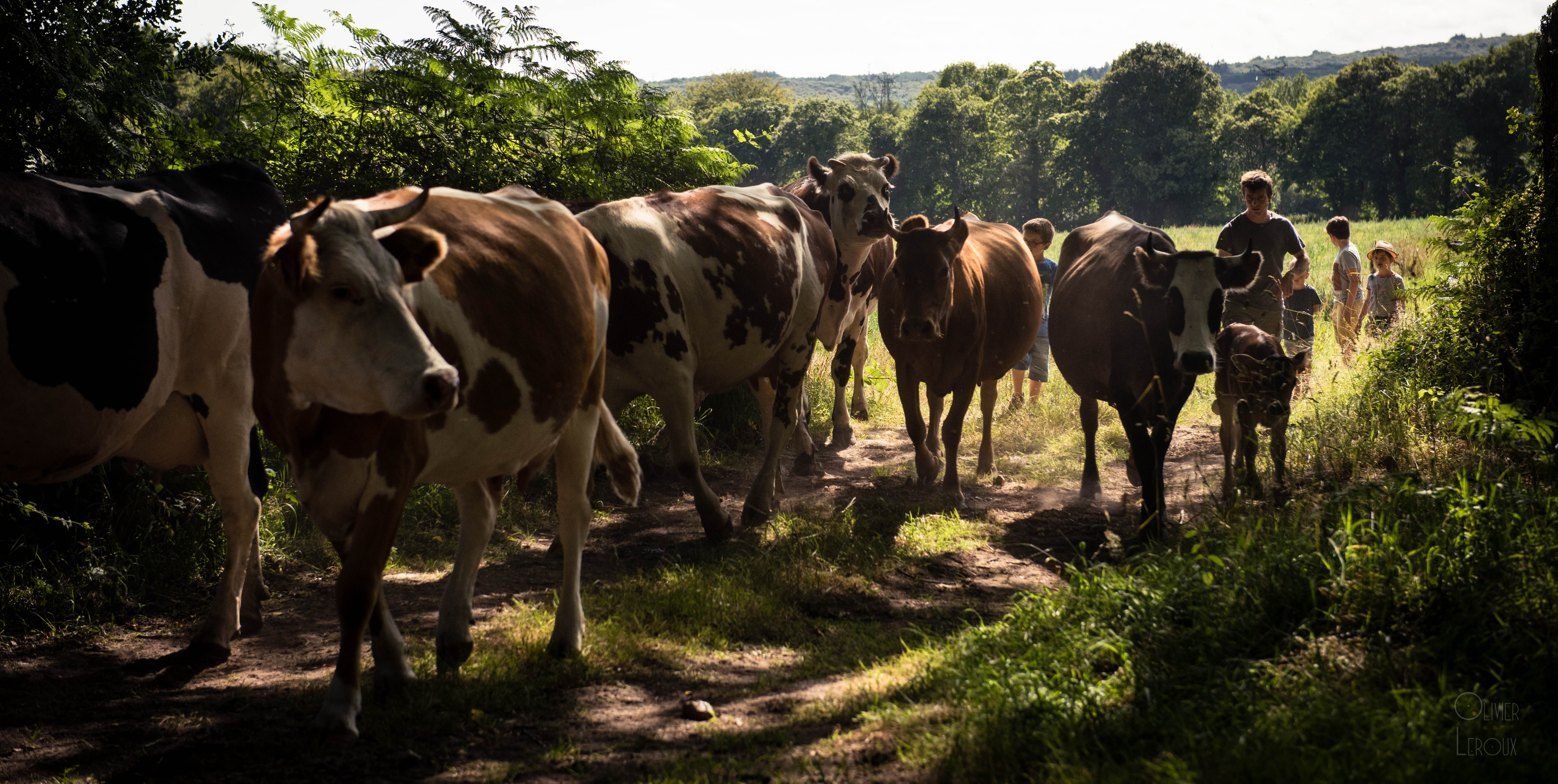 Illustration de l’exploitation Gaec de Penquelen 