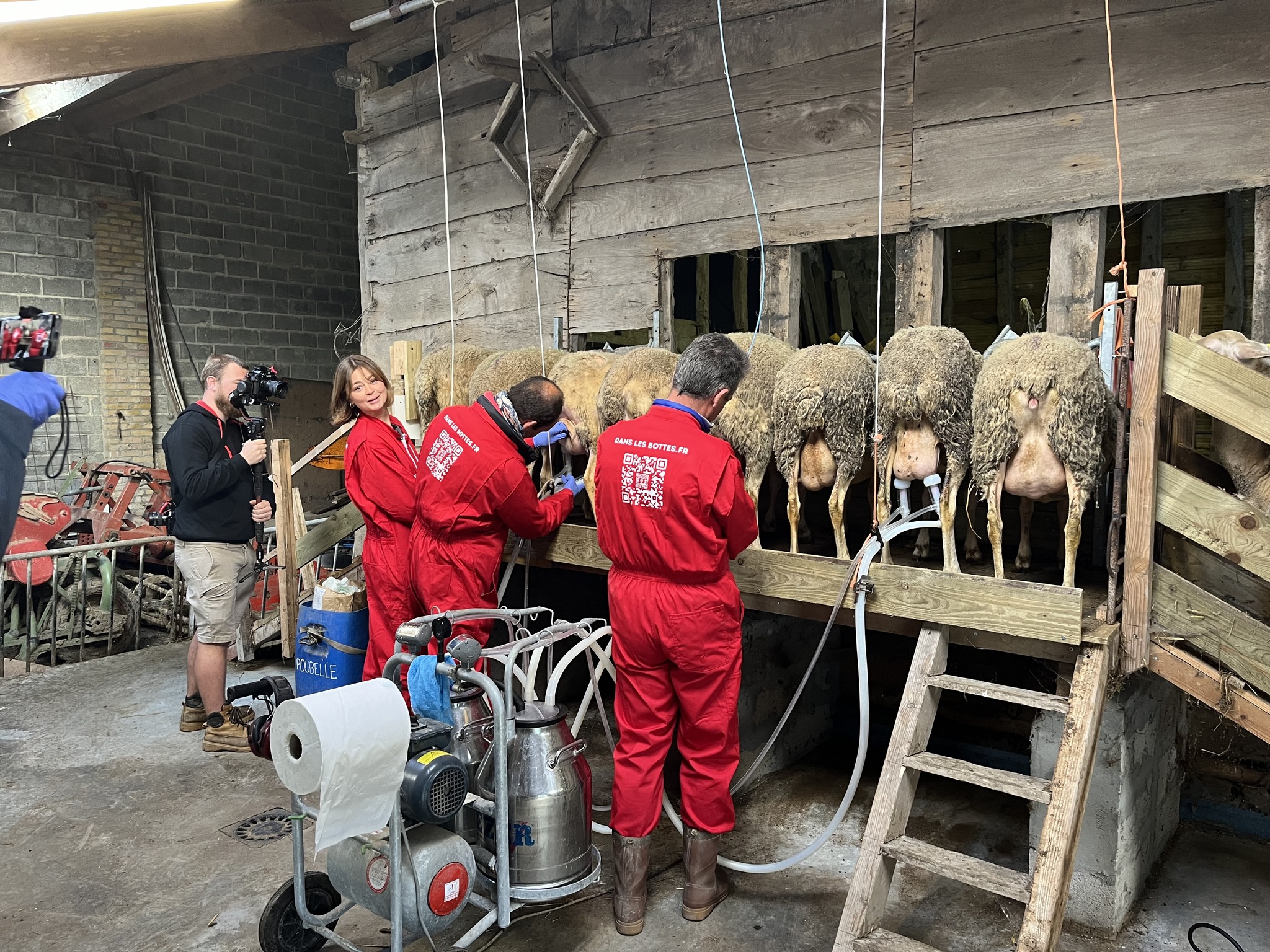 Illustration de l’expérience Deviens acteur de la traite des brebis