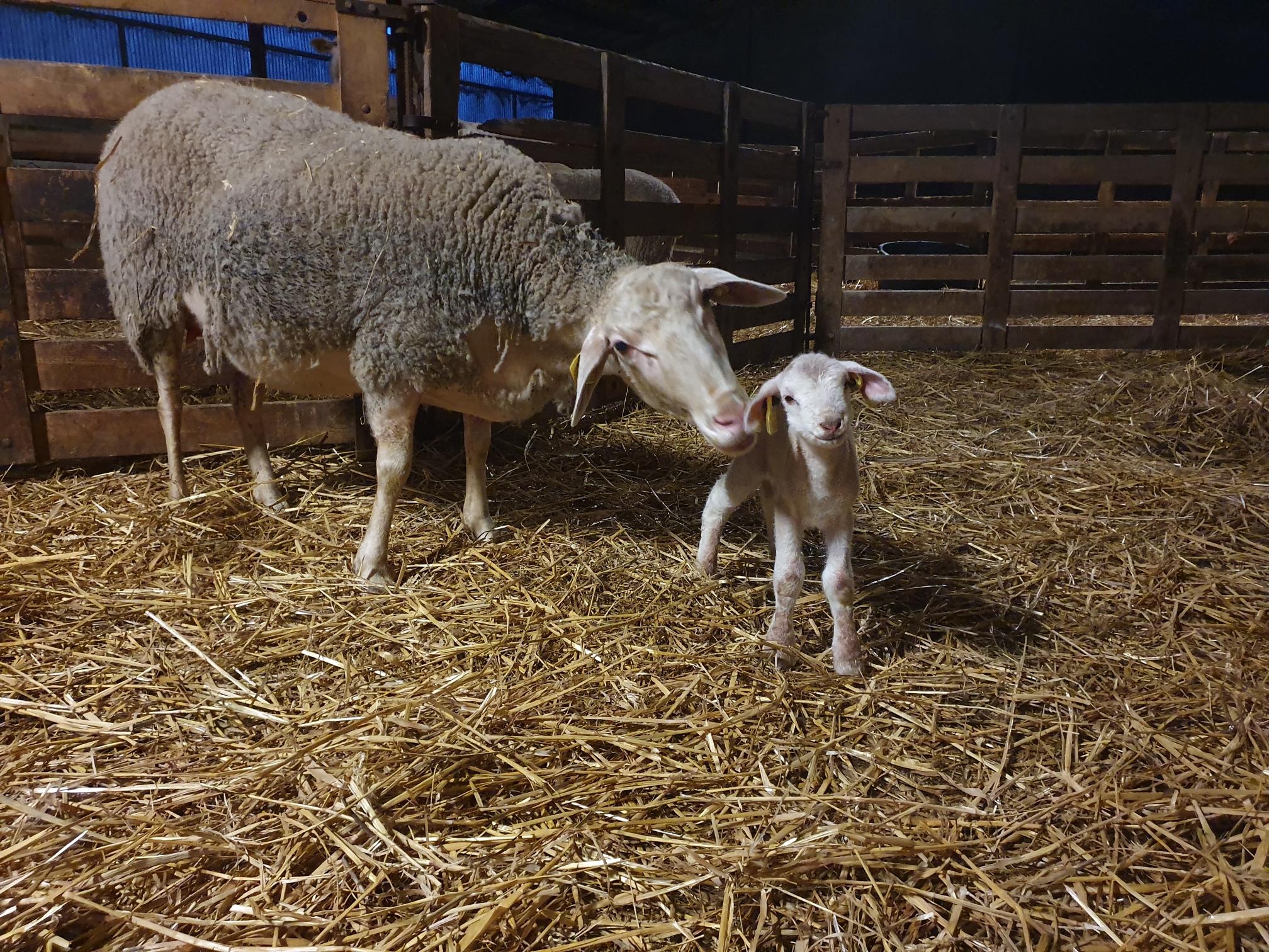 Photo de Deviens acteur de la traite des brebis
