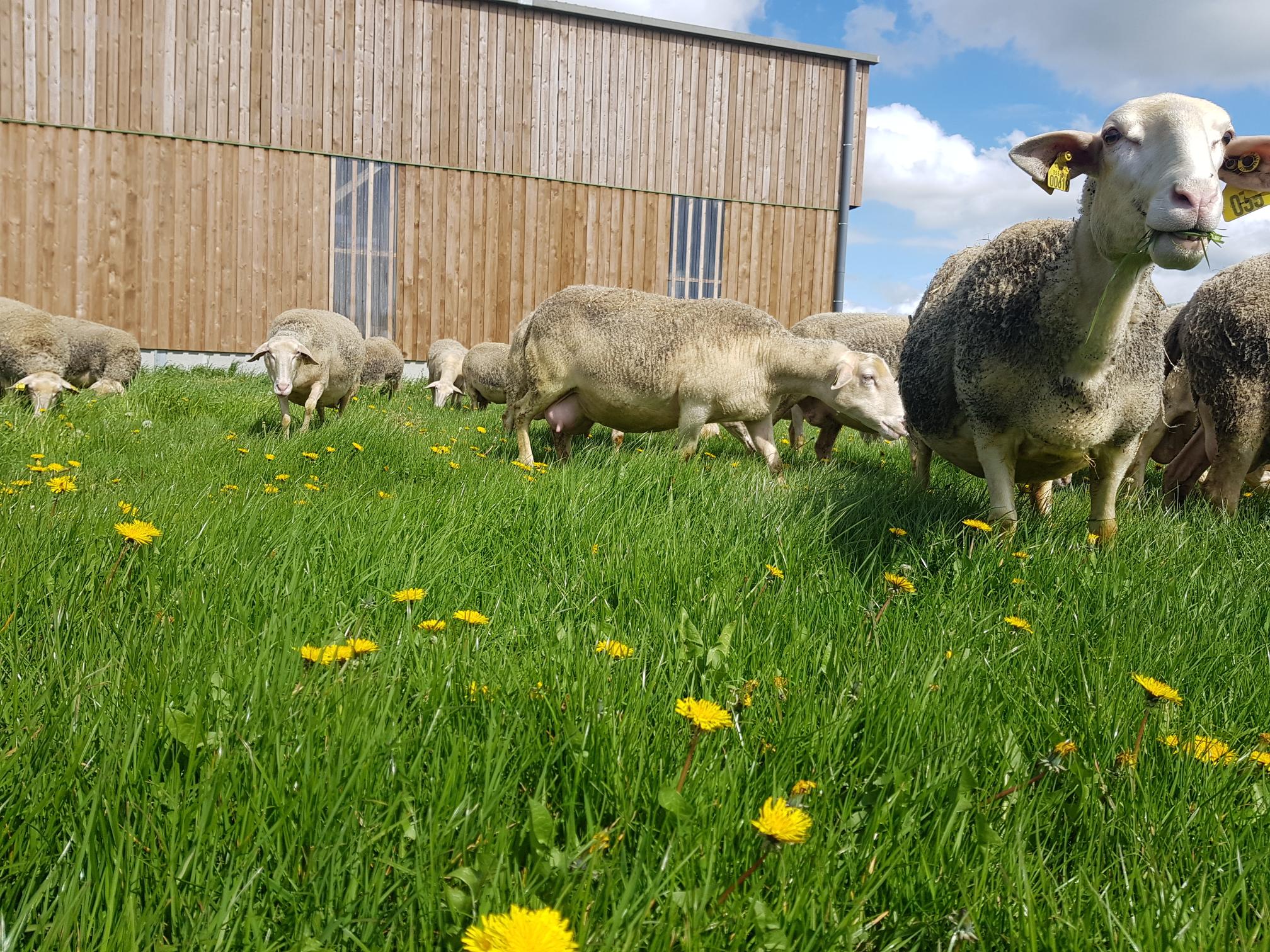 Photo de Deviens acteur de la traite des brebis
