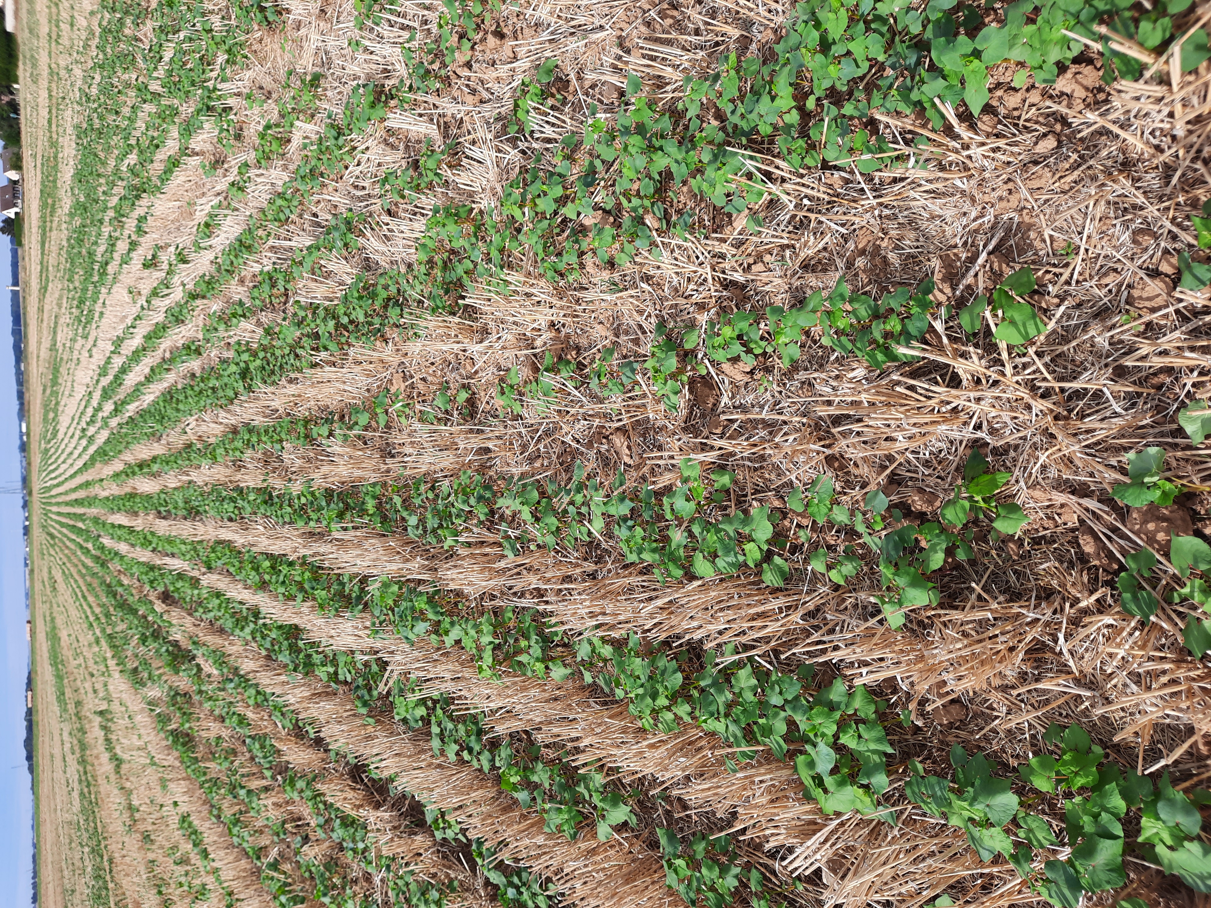 Photo de EI BRAULT FRANCIS