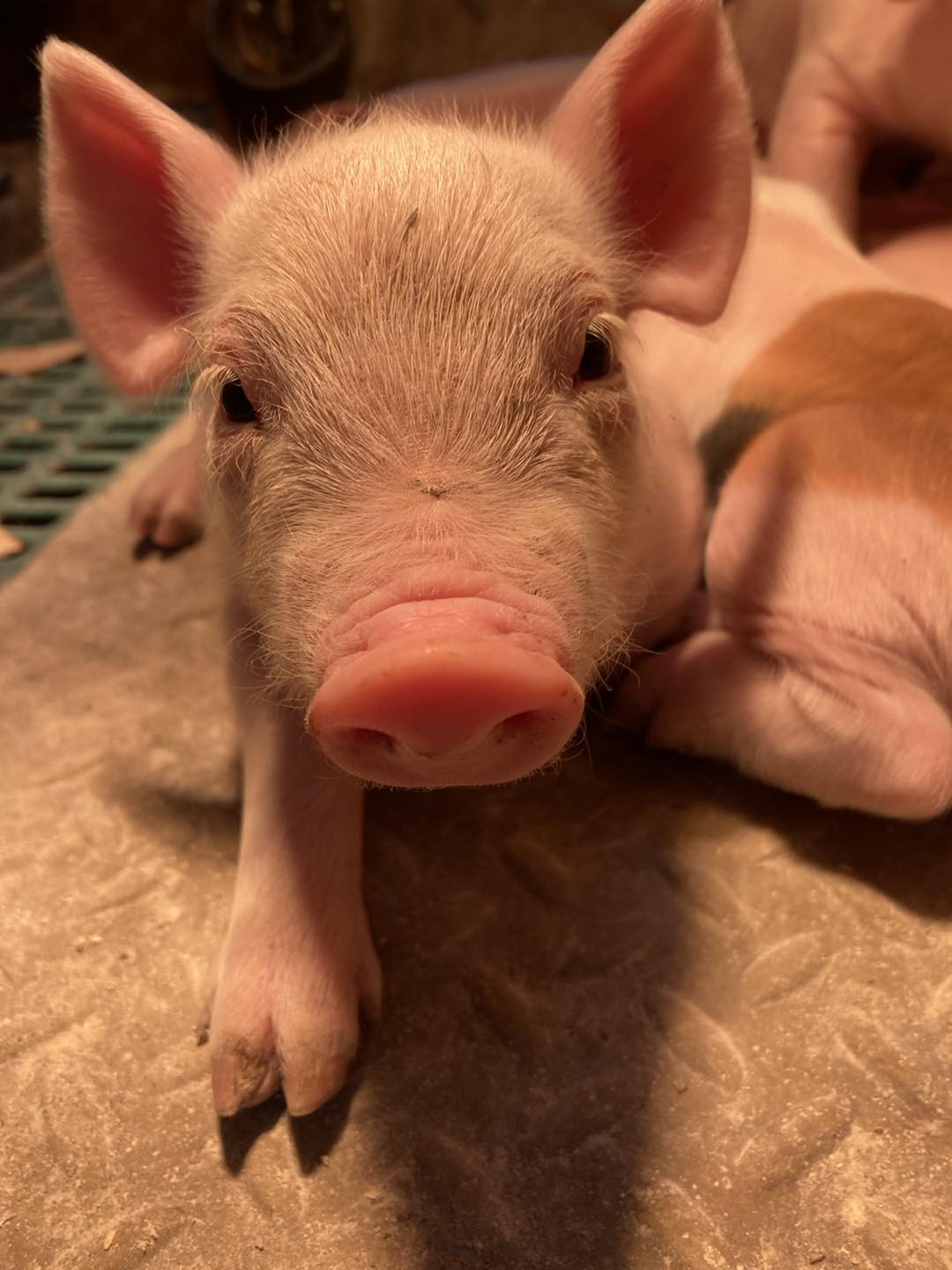 Photo de Ferme de Kermerrien