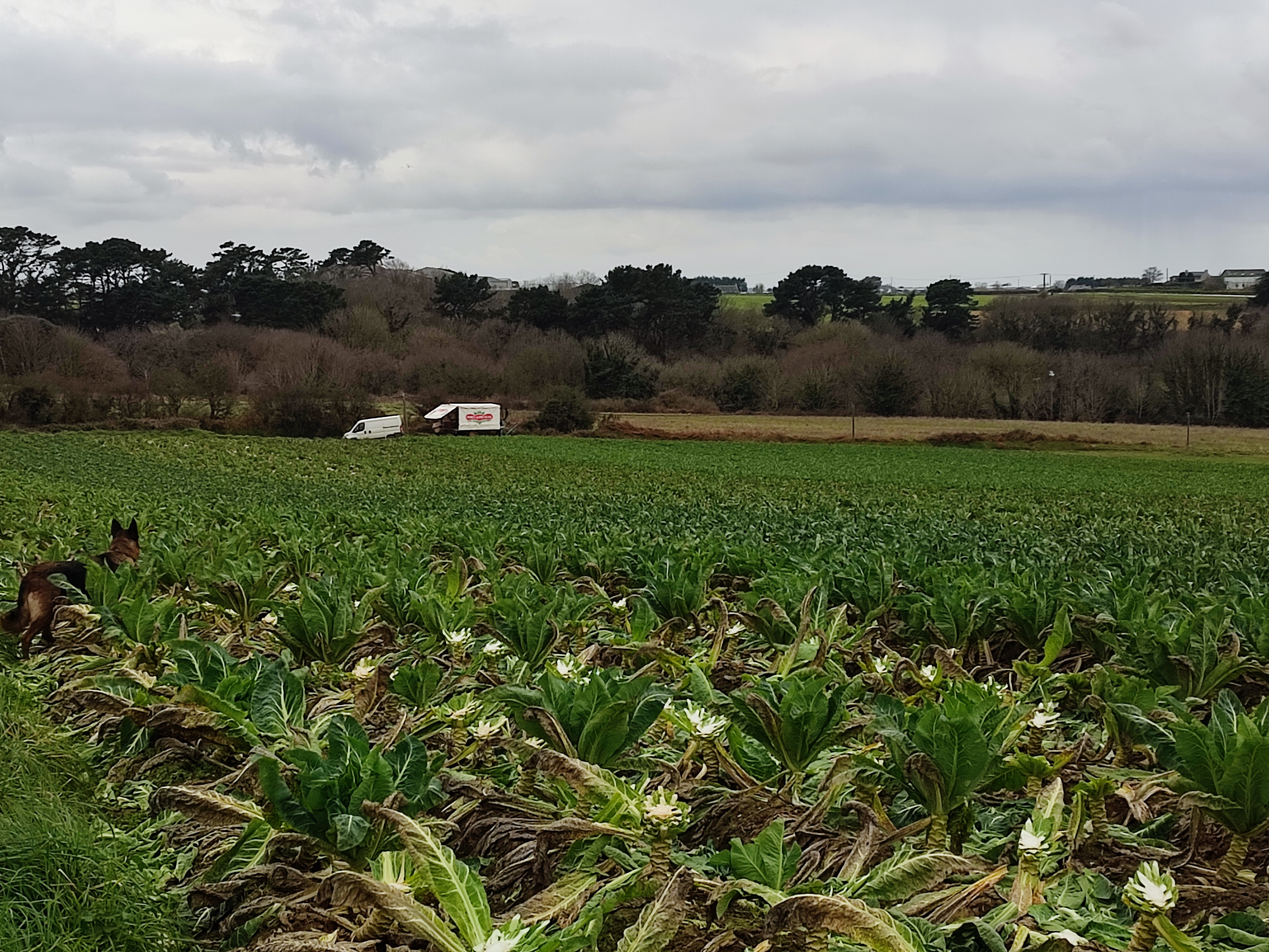 Photo de EARL DE KERASPLAM