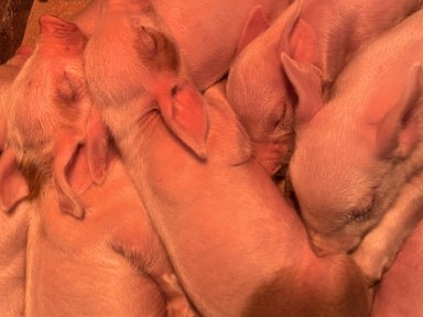 Illustration de l’expérience TOUS A LA FERME