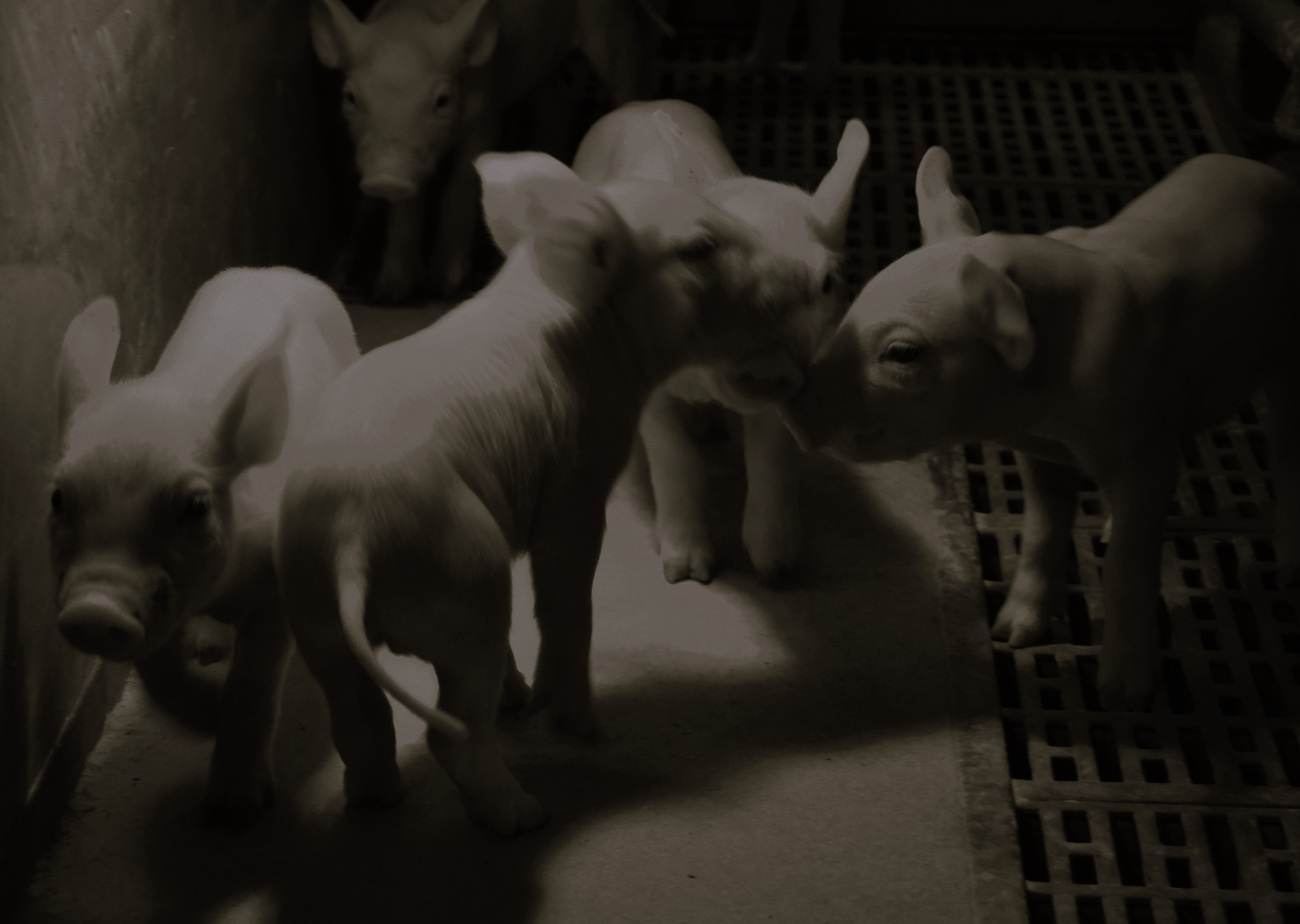 Photo de TOUS A LA FERME