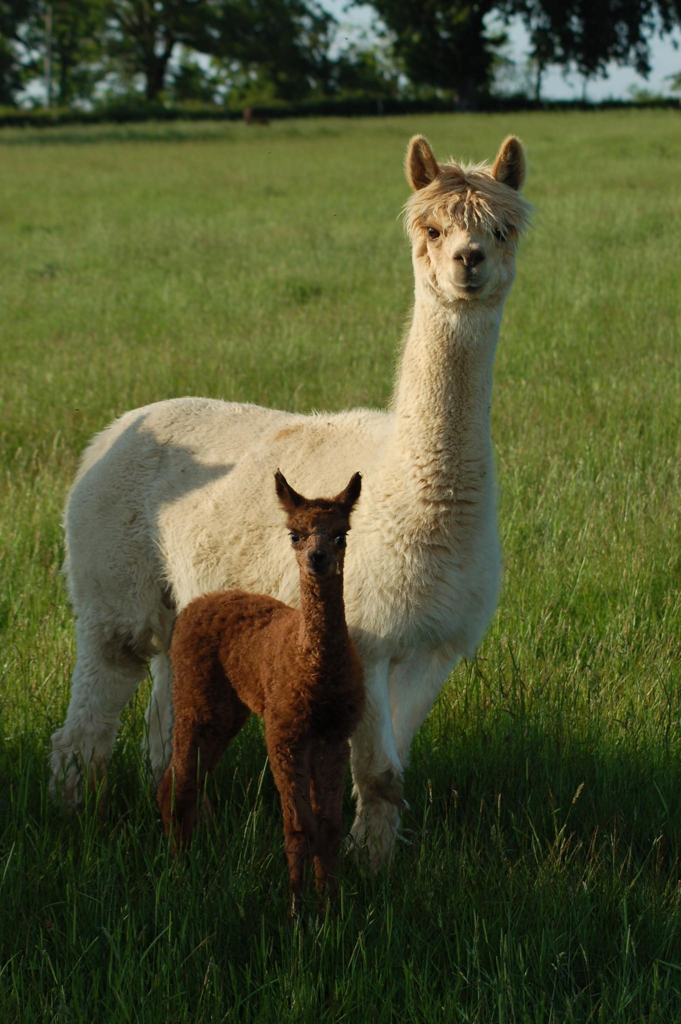Photo de La Ferme du Tilloux