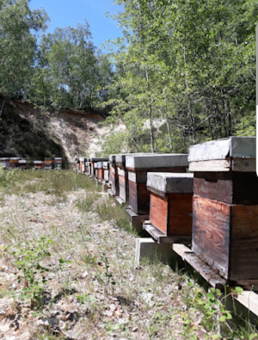 Photo de A la découverte du métier de l'apiculteur 