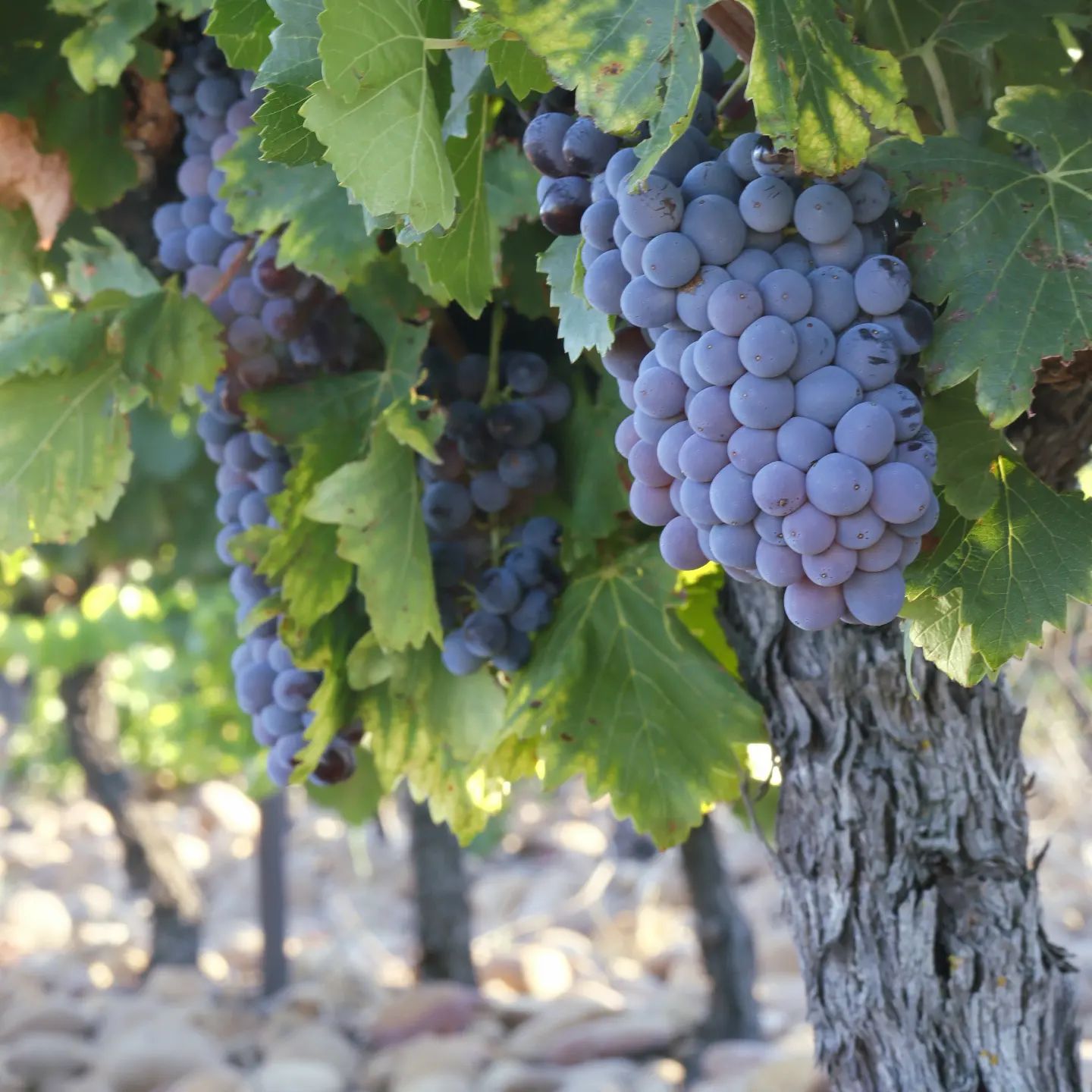Illustration de l’expérience Visite de cave et dégustation