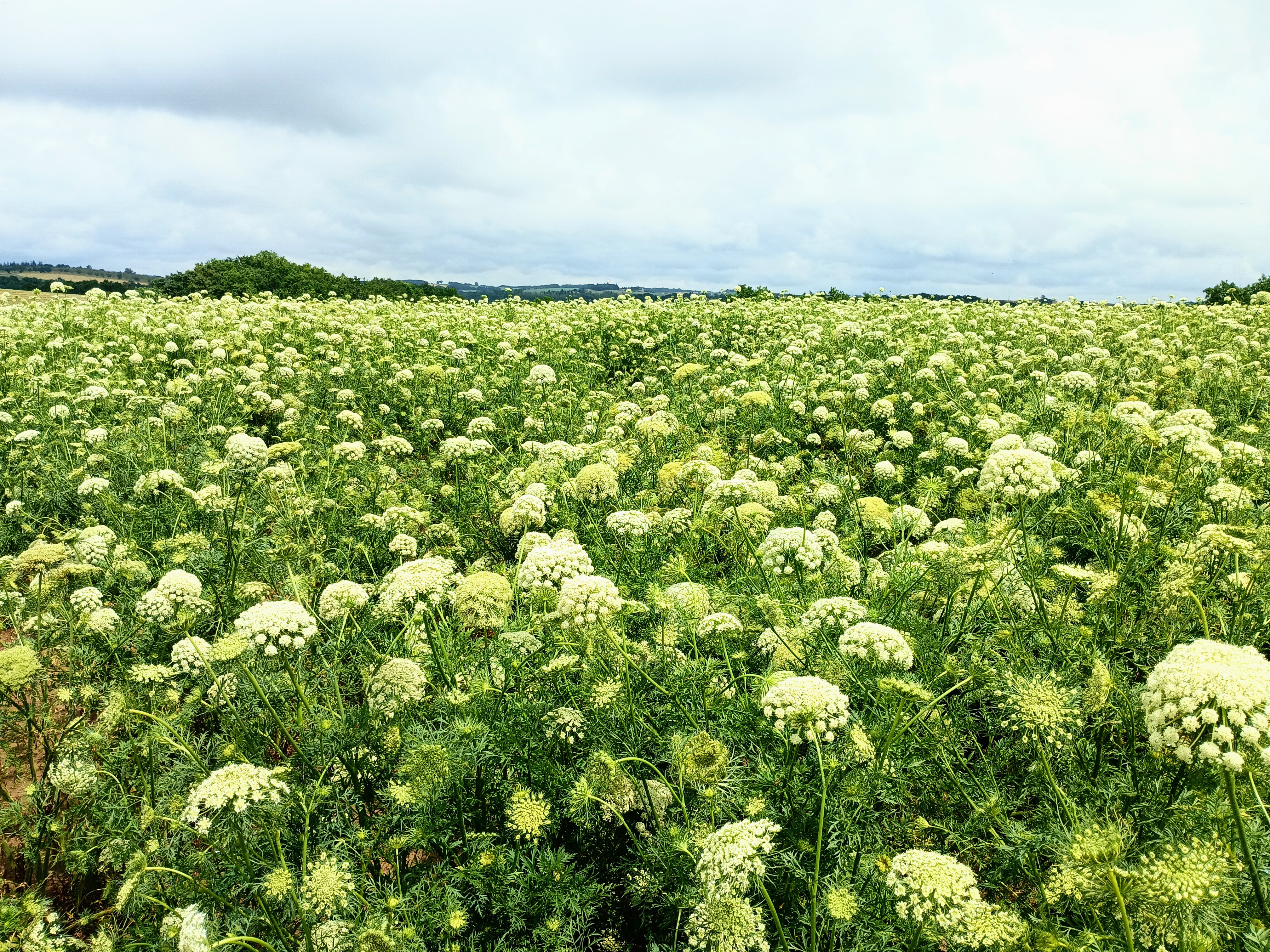 Photo de Visite de la ferme des Acacias