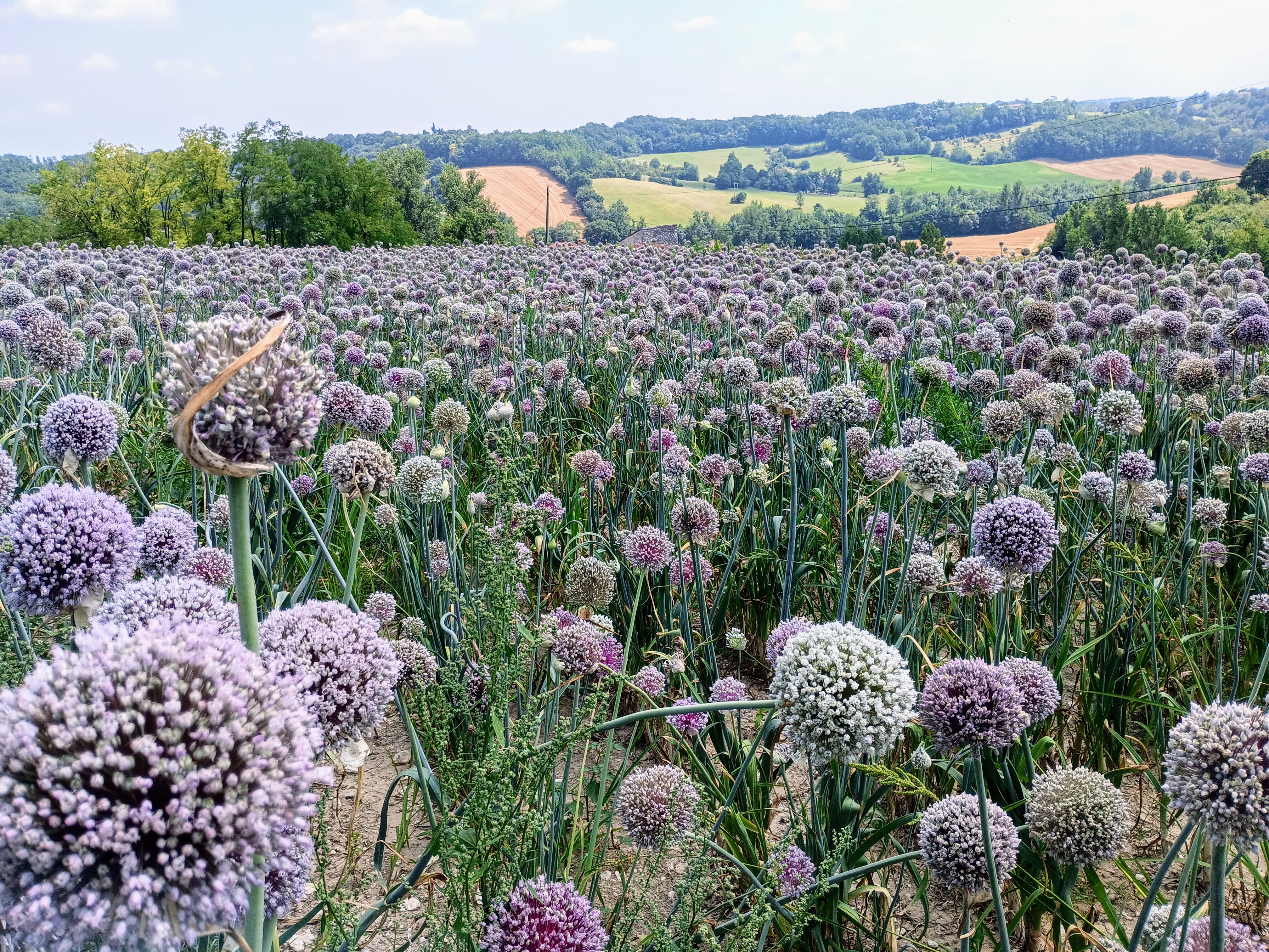Photo de Visite de la ferme des Acacias