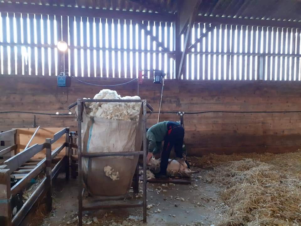 Photo de Initiation à la tonte des agnelles