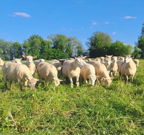 Illustration de l’expérience Visite de la ferme Camille Charles