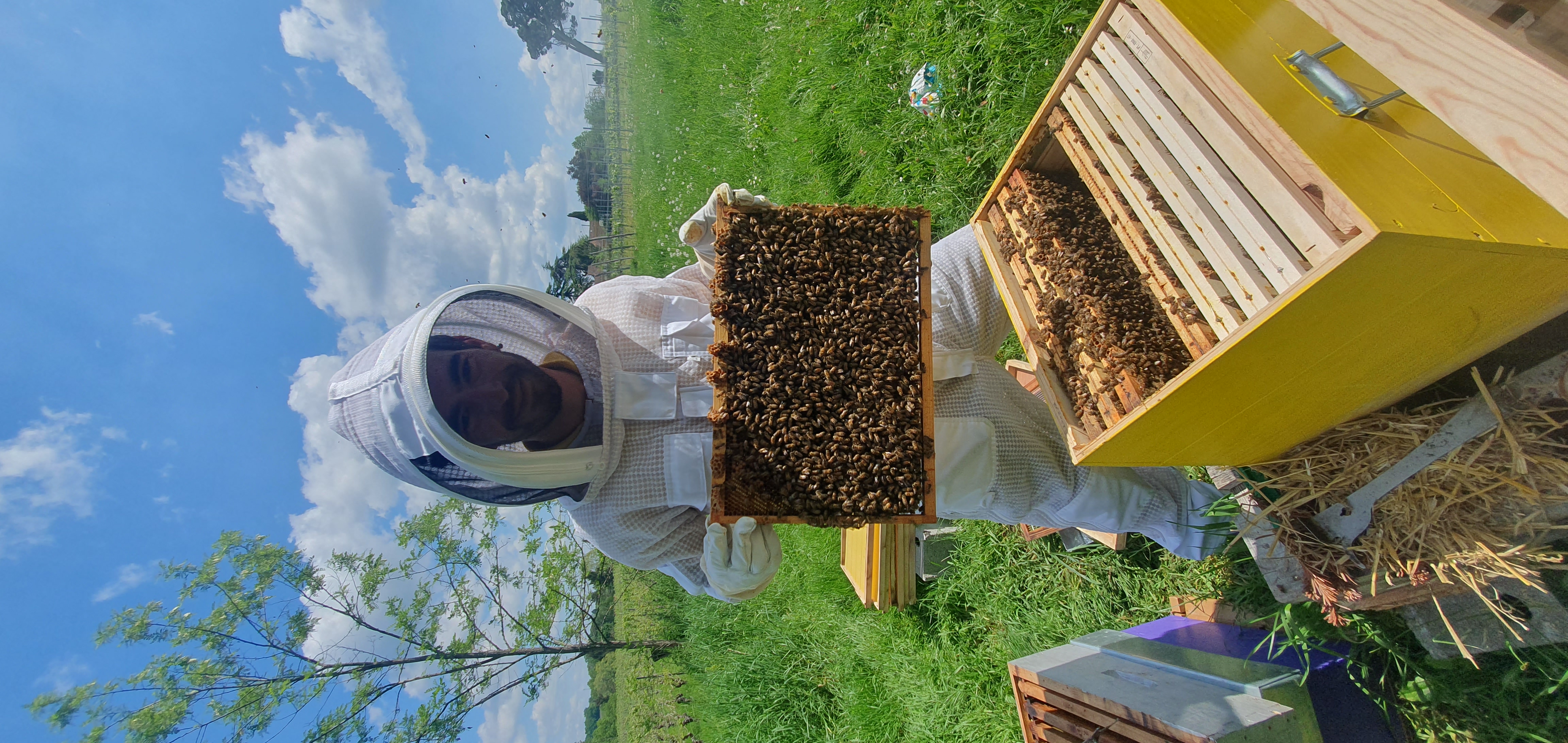 Illustration de l’expérience Découverte du monde des abeilles