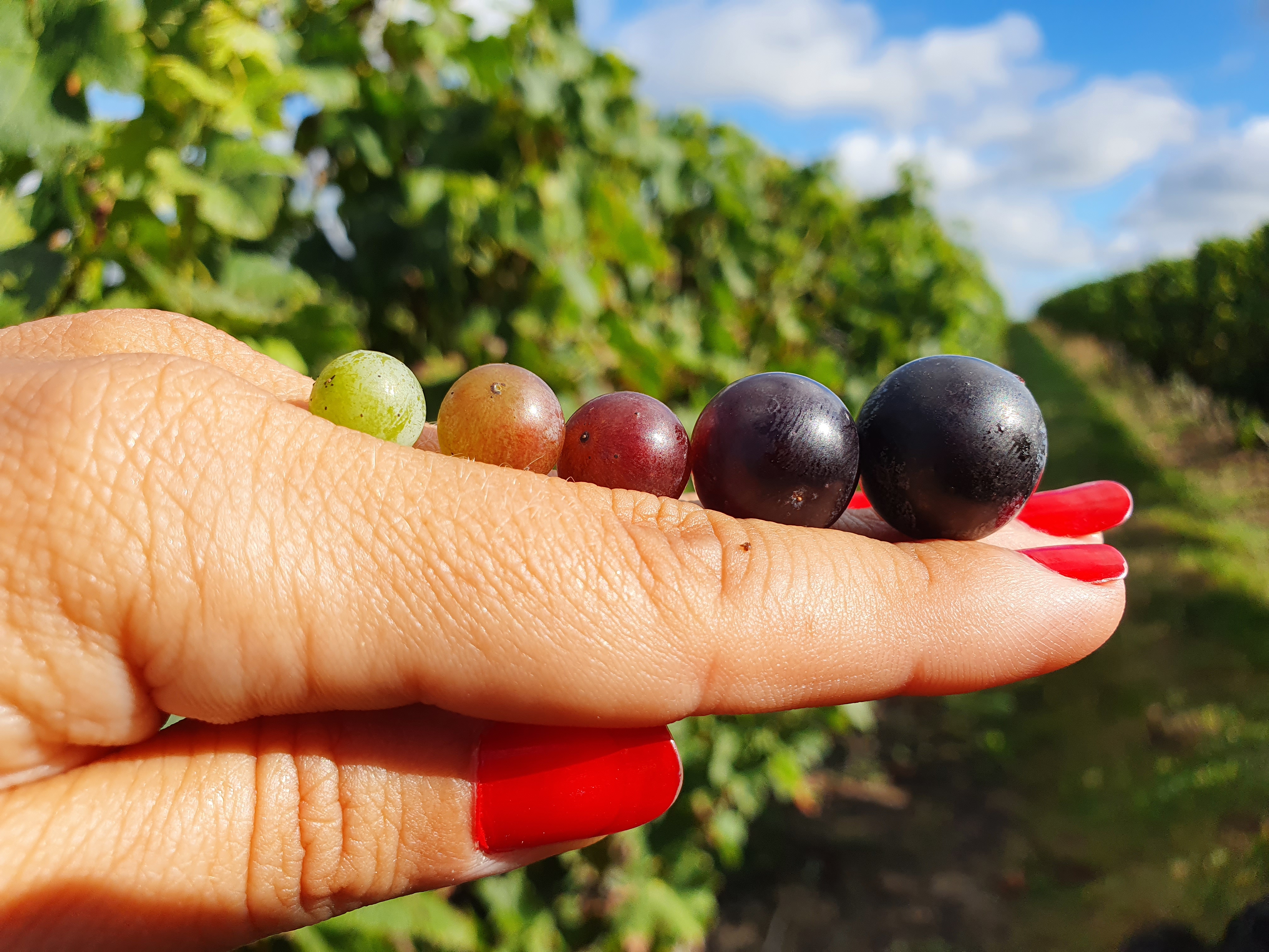 Illustration de l’expérience Apprenti Oenologue 