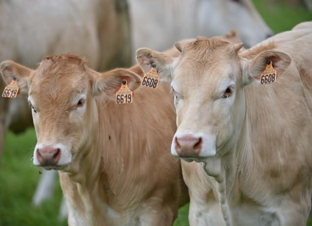 Photo de La P'tite ferme de Carole