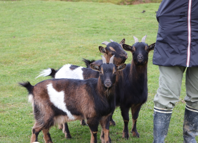 Photo de La P'tite ferme de Carole