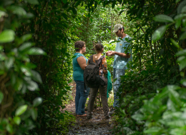 Illustration de l’exploitation Le Labyrinthe en champ thé