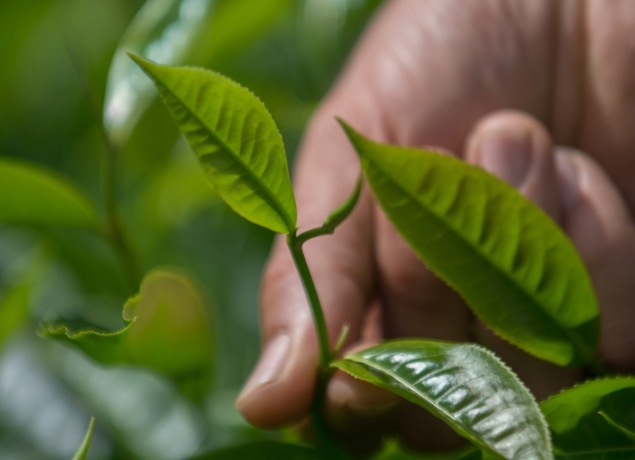 Photo de Le Labyrinthe en champ thé