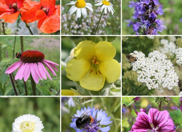 Illustration de l’exploitation L'Herberie de la Saulx