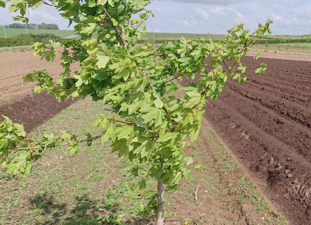 Photo de MAURICE DE POINCY