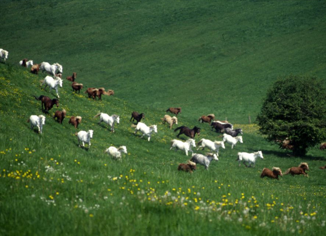 Photo de Poney-Club de Bois Guilbert