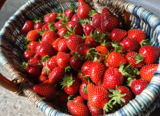 Photo de LE RHEU MARAICHERS