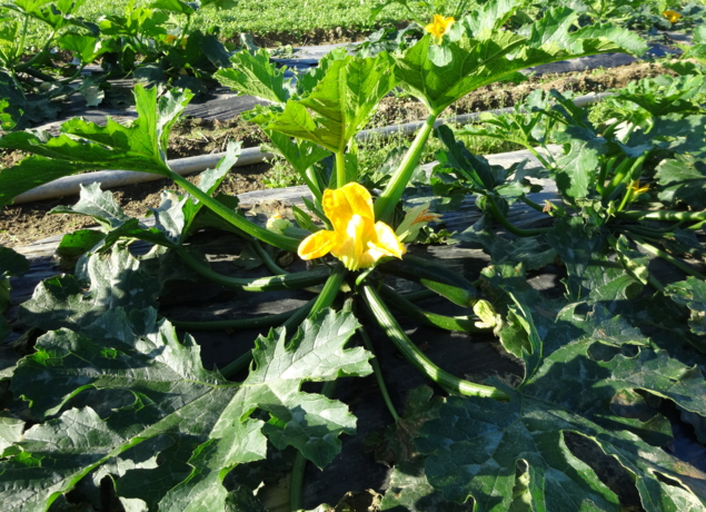 Photo de LE RHEU MARAICHERS