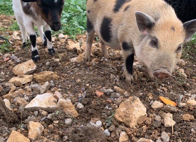 Photo de LA FERME DU GRAND CHEMIN