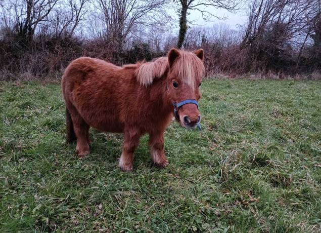 Photo de La Renaudière Féret