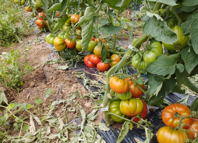 Photo de LES SERRE AU PRE - Thierry Massalve