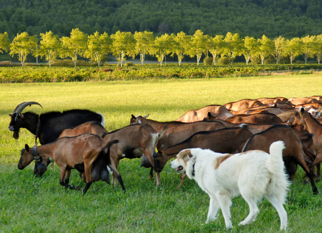 Photo de FERME DU BREGALON