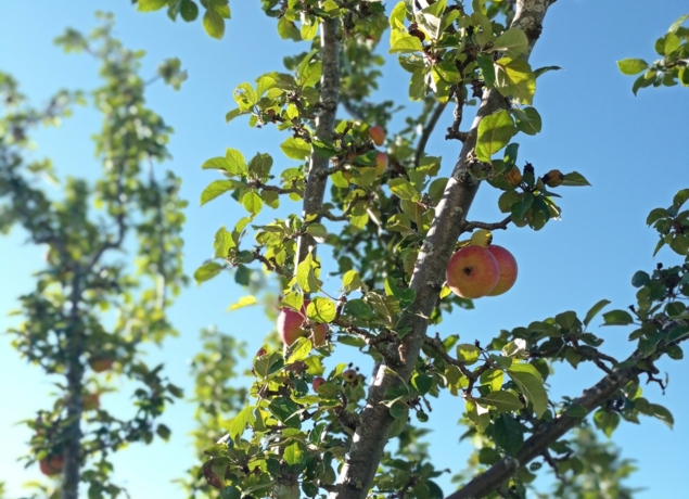 Photo de LE CANTOU DU PONCET