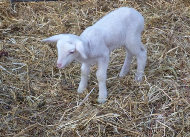 Illustration de l’exploitation LA BERGERIE DE CROZON
