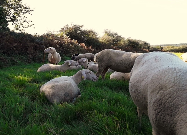 Photo de LA BERGERIE DE CROZON
