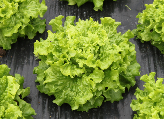 Illustration de l’exploitation EARL LA PLAINE MARAICHERE