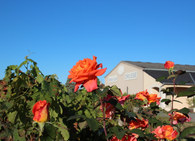 Illustration de l’exploitation Cave Nathalie et David DRUSSÉ