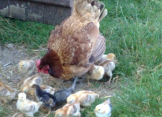 Illustration de l’exploitation LA FERME DES VEYSSIERES - Victor LAGRAVE