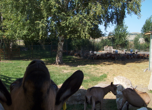 Photo de GAEC Domaine des Oliviers