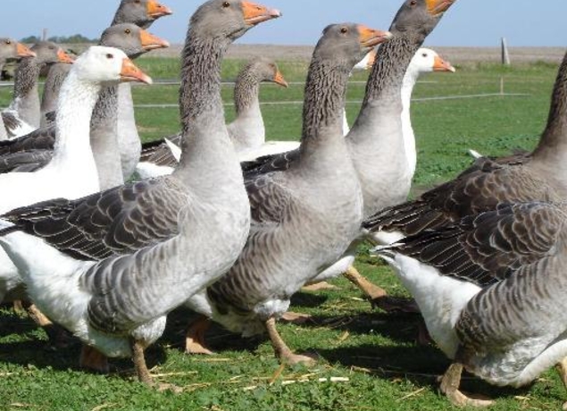 Illustration de l’exploitation La Ferme des Champarts