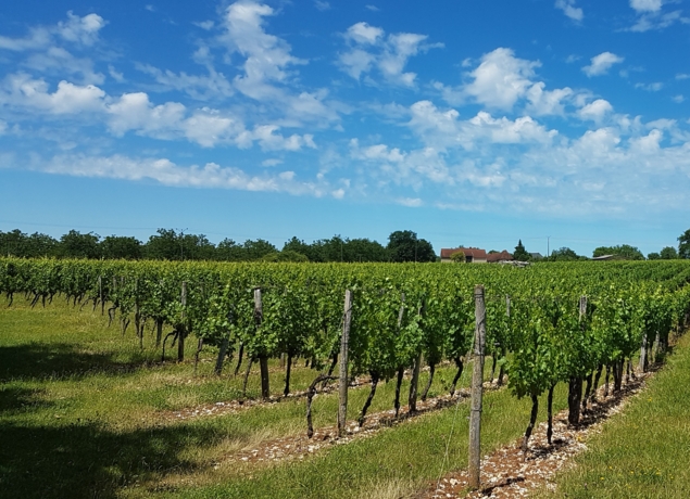 Photo de VIGNOBLE PIERRO - Carine et Philippe Sagaz