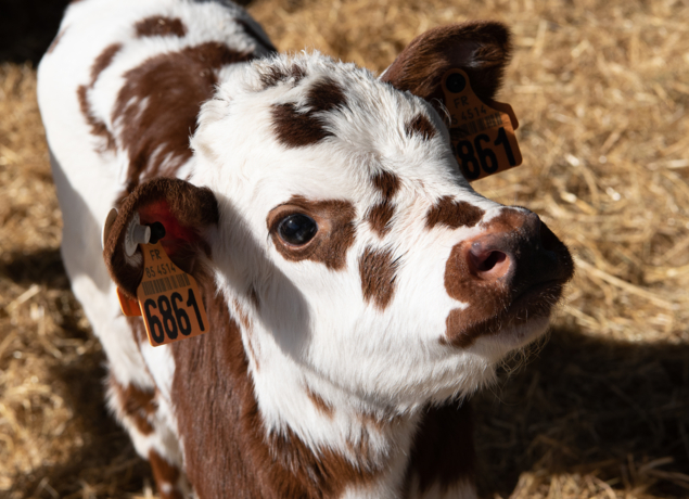 Photo de La Ferme de Nermoux