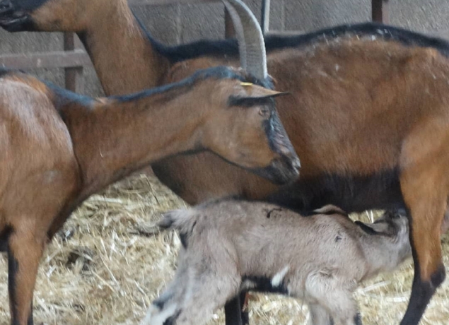 Illustration de l’exploitation Ferme du Caroire