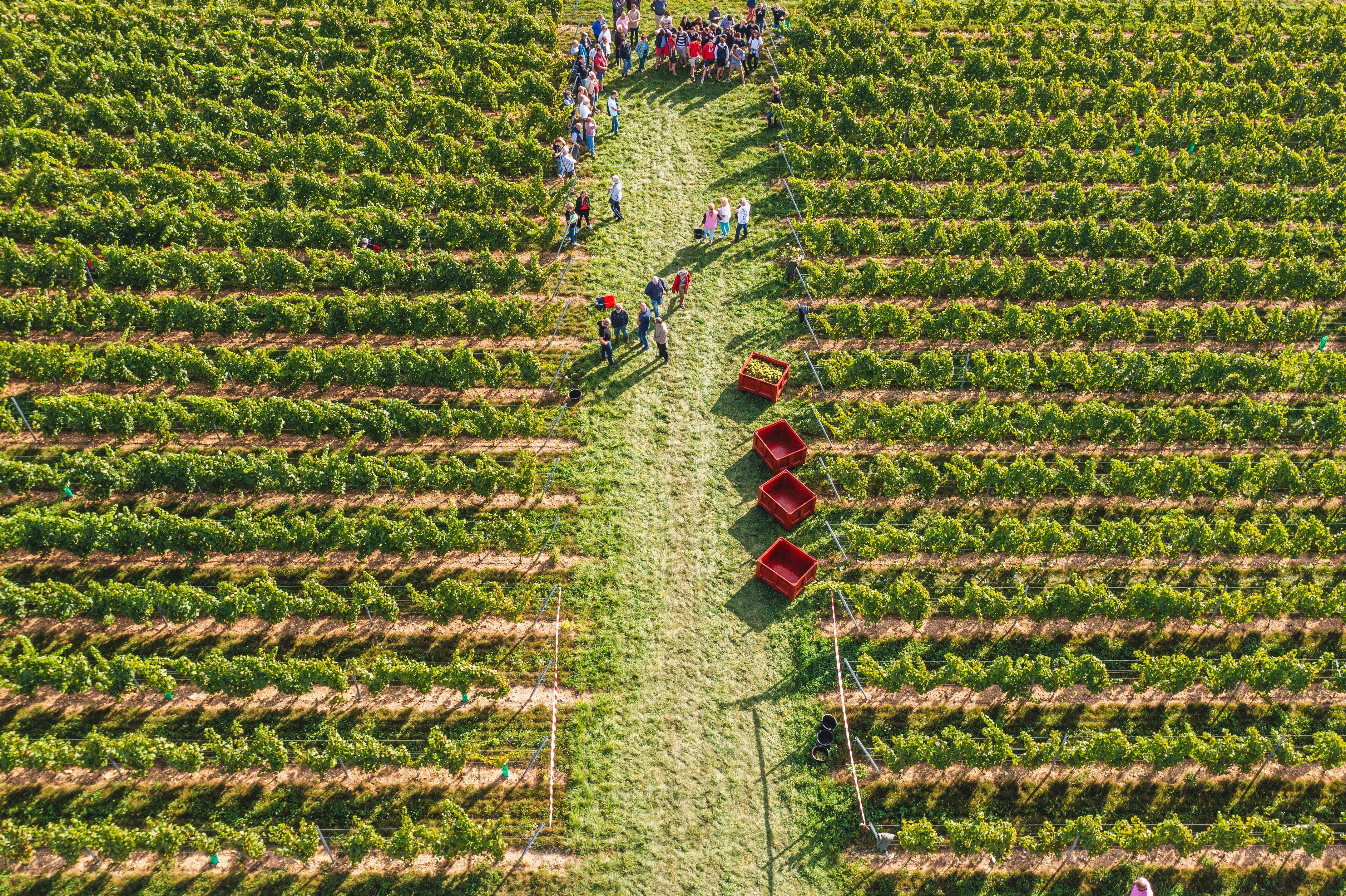Illustration de l’exploitation Vignoble du Haut Escaut