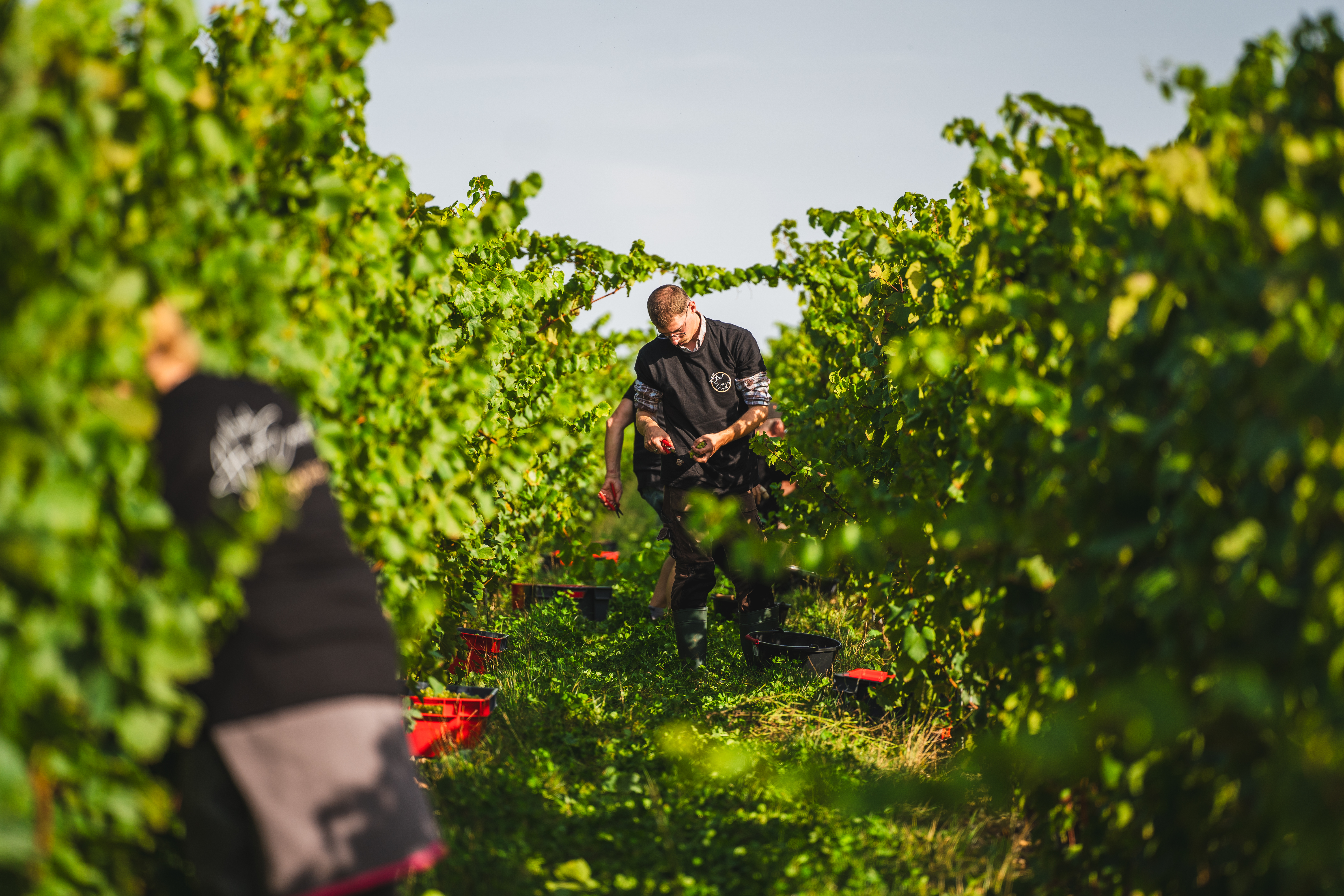 Illustration de l’expérience Vivre les vendanges au vignoble