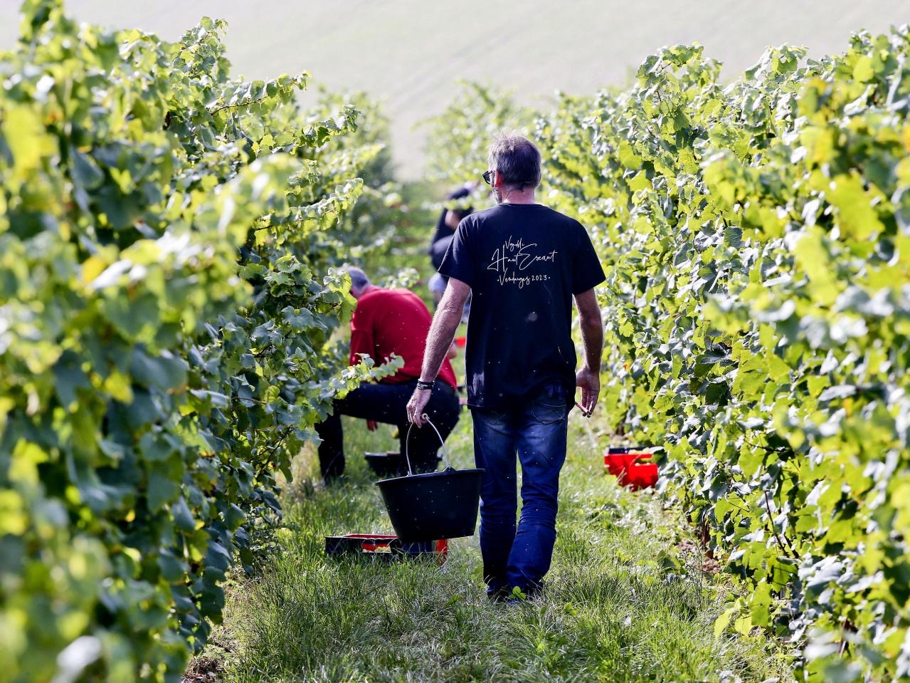 Photo de Vivre les vendanges au vignoble