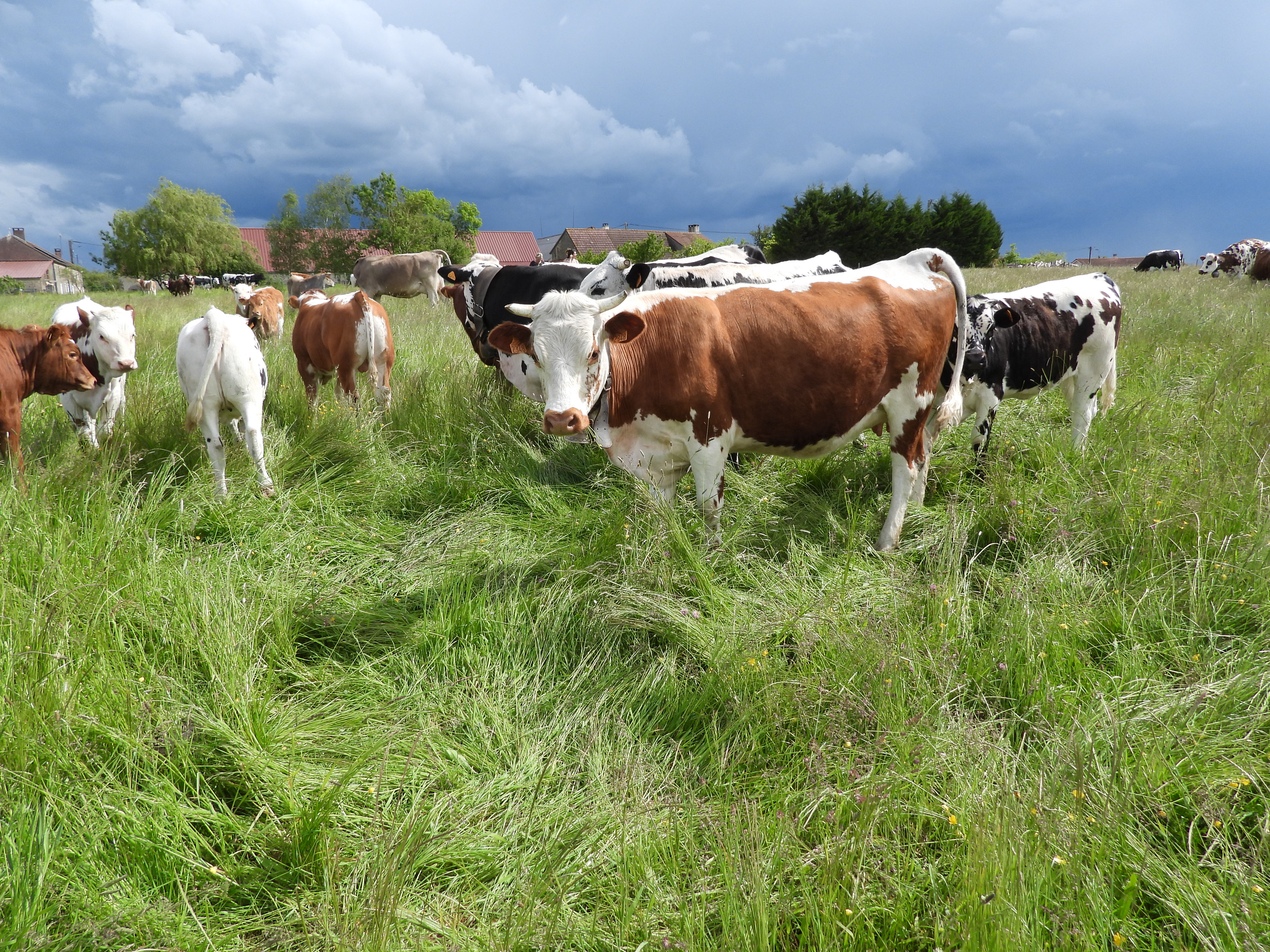 Photo de La vallée des vaches 